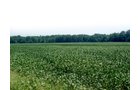 Property photo 3 - 98 +/- Acres Offered in 3 Tracts